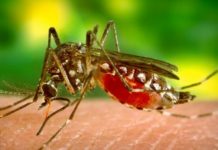 เรื่องแบบ “ยุงๆ” กับ “นักเดินทาง”