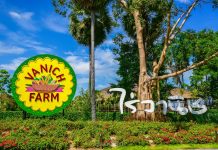 เที่ยว “นาข้าว-ไร่ข้าวโพด” กลางเมืองภูเก็ต