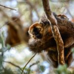 Common-brown-lemur