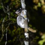 Madame-Berthes-mouse-lemur-ที่-Kirindy-forest