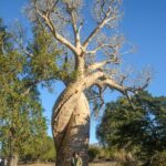 ต้นเบาบับรักกัน-Baobab-Amoureux