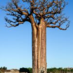 เบาบับสายพันธุ์-Adansonia-grandidieri